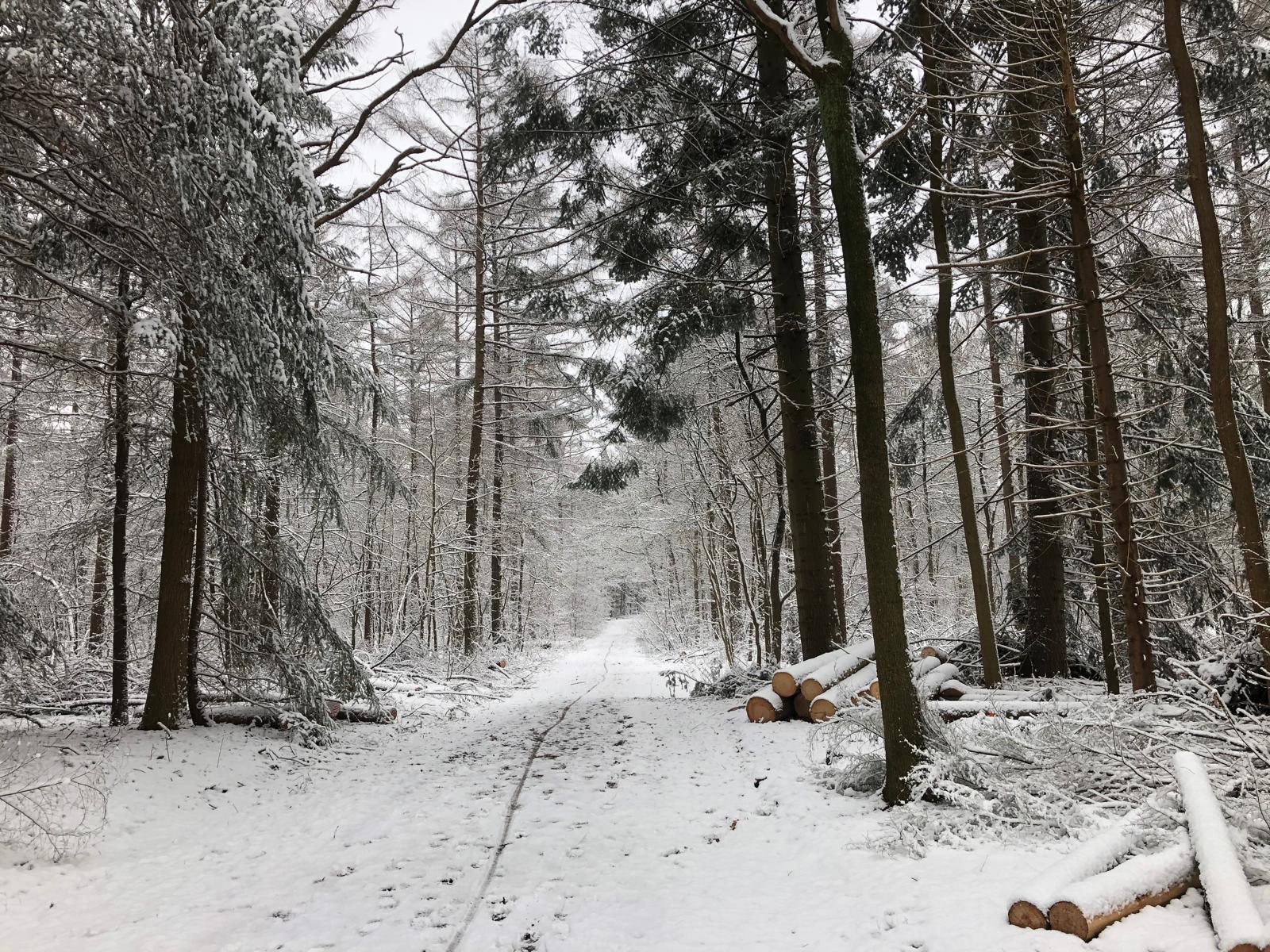 Winterbos