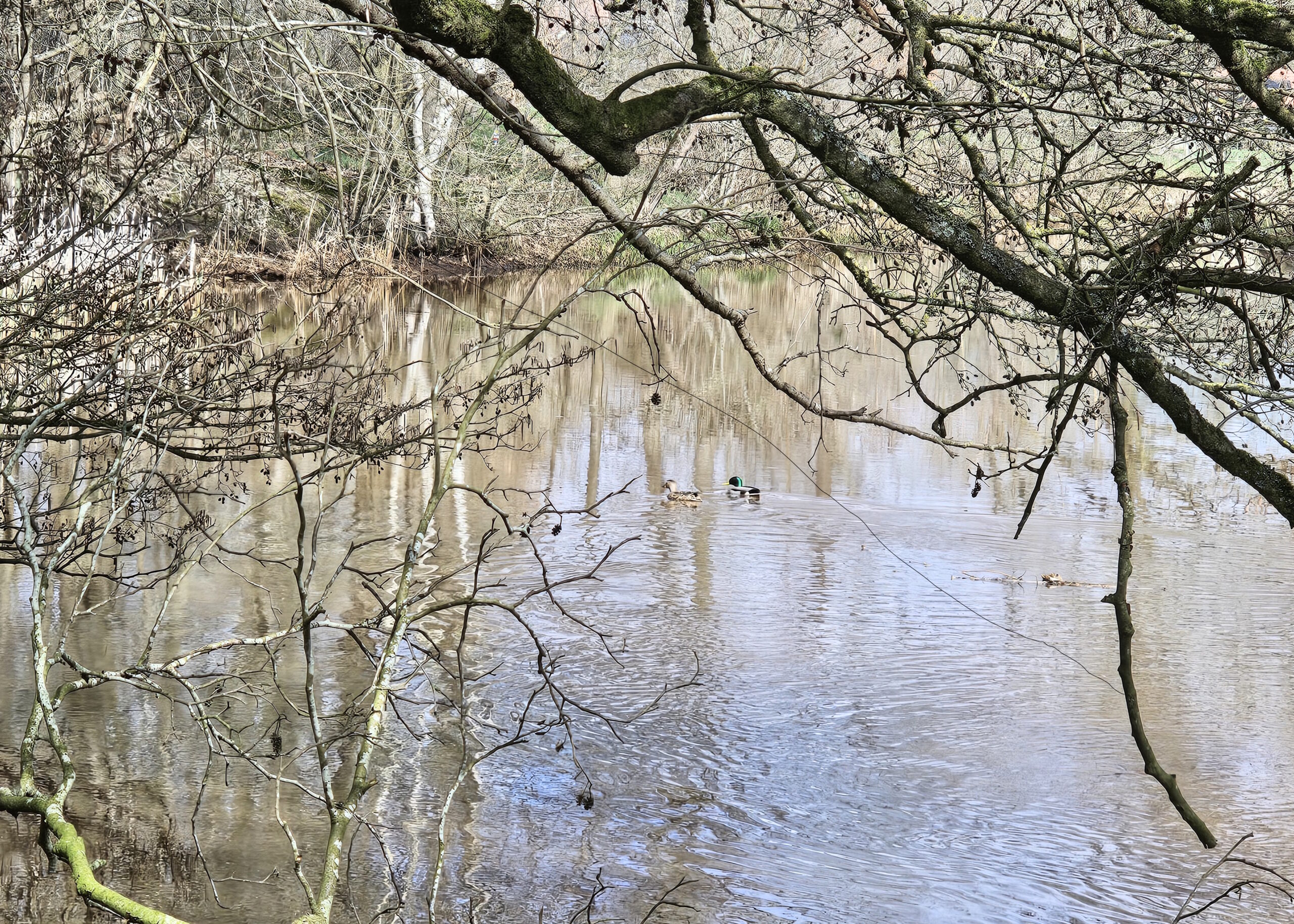 Eenden